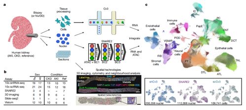 腎臟研究新突破 科學家構建最大規模腎臟細胞圖譜，實現五年腎功能預測